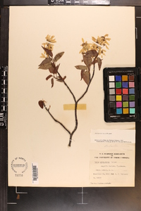 Amelanchier laevis image