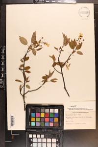 Amelanchier laevis image