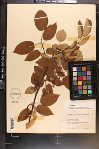 Amelanchier laevis image