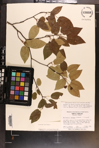 Amelanchier laevis image