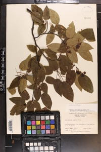 Amelanchier laevis image