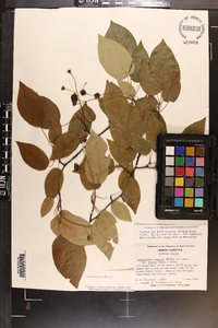 Amelanchier laevis image