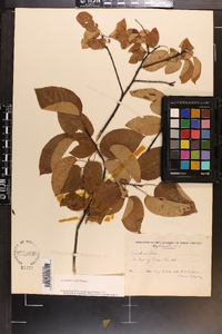 Amelanchier laevis image