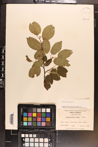 Amelanchier laevis image