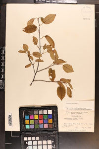 Amelanchier laevis image