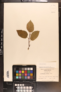 Amelanchier laevis image