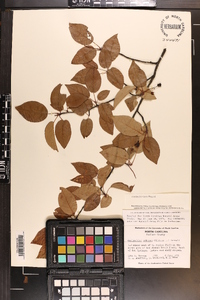 Amelanchier laevis image