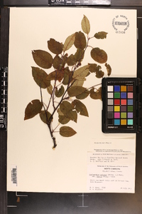 Amelanchier laevis image