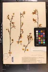 Amelanchier laevis image