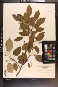 Amelanchier laevis image