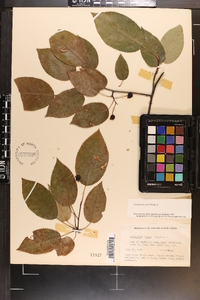 Amelanchier laevis image