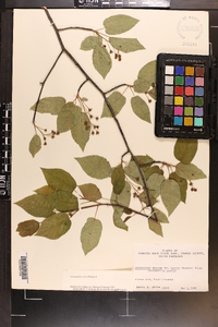 Amelanchier laevis image