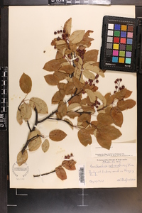 Amelanchier laevis image