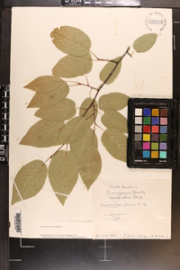 Amelanchier laevis image