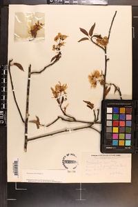 Amelanchier laevis image