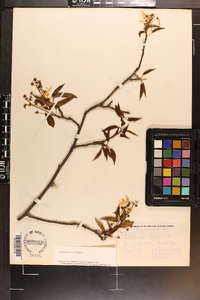 Amelanchier laevis image