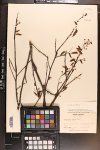 Amelanchier laevis image