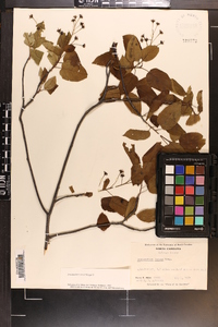 Amelanchier laevis image