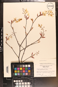 Amelanchier laevis image