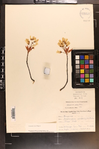 Amelanchier laevis image