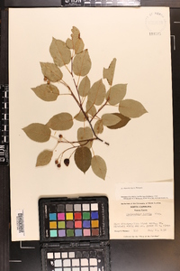 Amelanchier laevis image