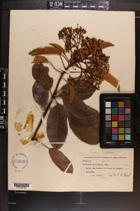 Photinia serrulata image