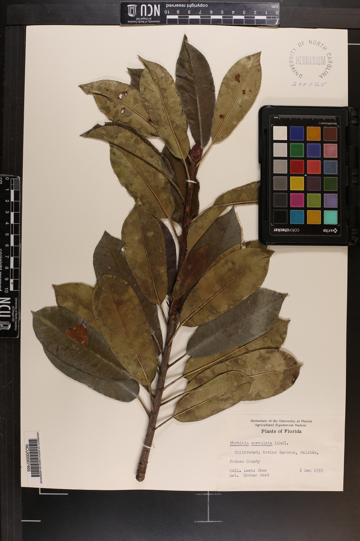 Photinia serrulata image