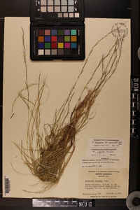 Aristida longespica var. geniculata image