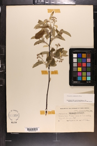 Amelanchier obovalis image