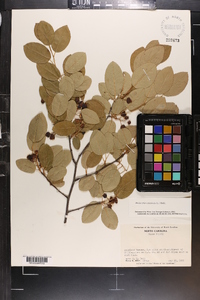 Amelanchier canadensis image