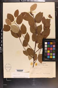 Amelanchier laevis image