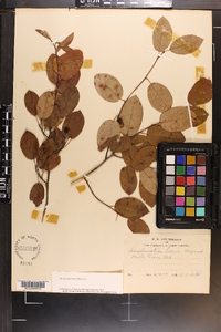 Amelanchier laevis image