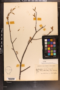 Amelanchier laevis image