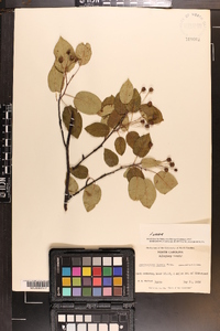 Amelanchier laevis image