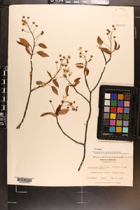 Amelanchier laevis image