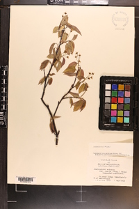 Amelanchier laevis image