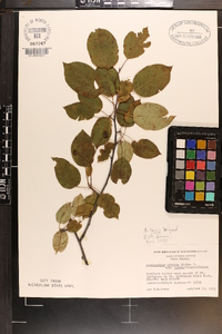 Amelanchier laevis image