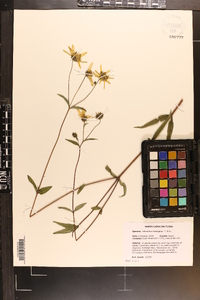 Helianthus laevigatus image