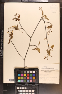 Amelanchier laevis image