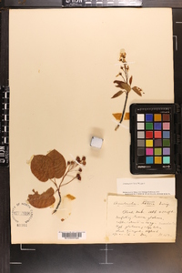 Amelanchier laevis image