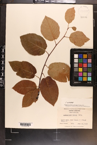 Amelanchier laevis image