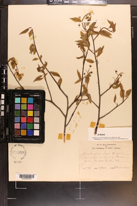 Amelanchier laevis image