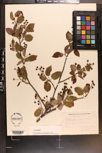 Amelanchier laevis image