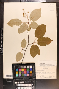 Amelanchier laevis image