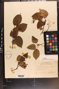 Amelanchier laevis image