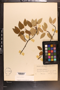 Amelanchier laevis image