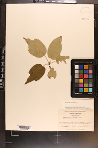 Amelanchier laevis image