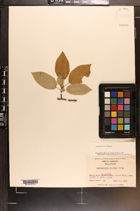 Amelanchier laevis image