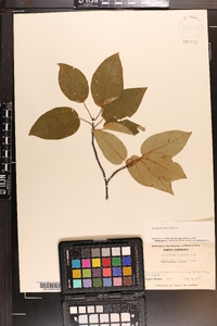 Amelanchier laevis image