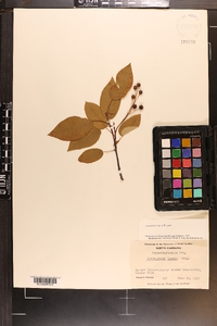 Amelanchier laevis image